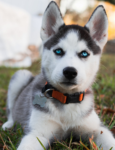 husky